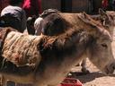 Donkeys outnumber cars in the streets of Chavin deep in the central Andes of Peru.
